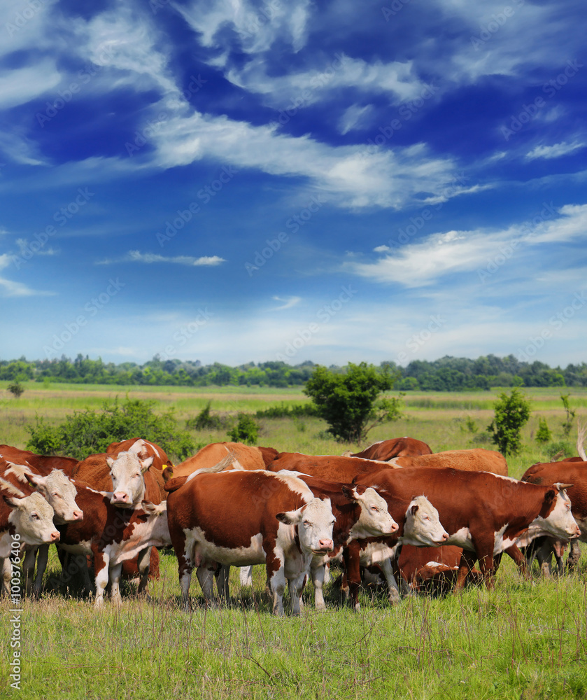 Cows grazing on pasture