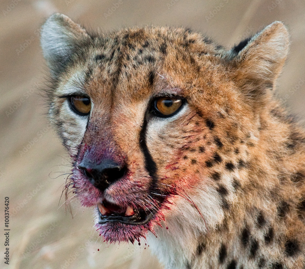 Portrait of a cheetah. Close-up. Kenya. Tanzania. Africa. National Park. Serengeti. Maasai Mara. An excellent illustration. Portrait of a cheetah. Close-up. Kenya. Tanzania. Africa. National Park. Serengeti. Maasai Mara. An excellent illustration.