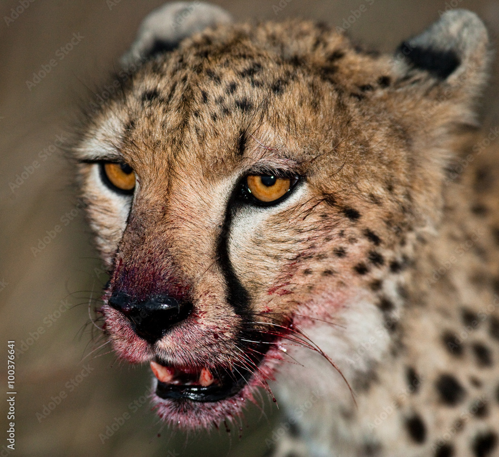 Portrait of a cheetah. Close-up. Kenya. Tanzania. Africa. National Park. Serengeti. Maasai Mara. An excellent illustration. Portrait of a cheetah. Close-up. Kenya. Tanzania. Africa. National Park. Serengeti. Maasai Mara. An excellent illustration.