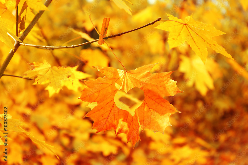 Obraz premium Autumn leaf with heart, outdoors