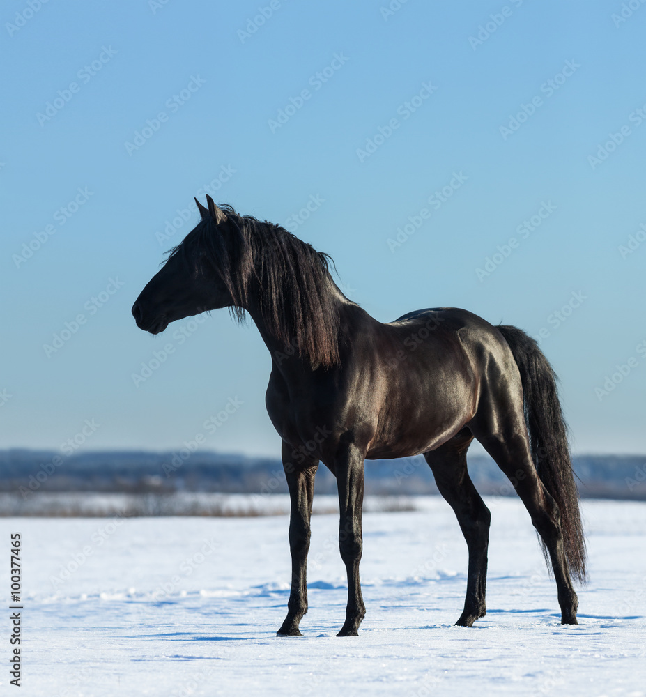 Pure Bred Spanish black stallion costs on snow meadow Pure Bred Spanish black stallion costs on snow meadow
