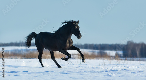 Obraz na plátně Pure Bred Spanish black stallion gallops on snow meadow