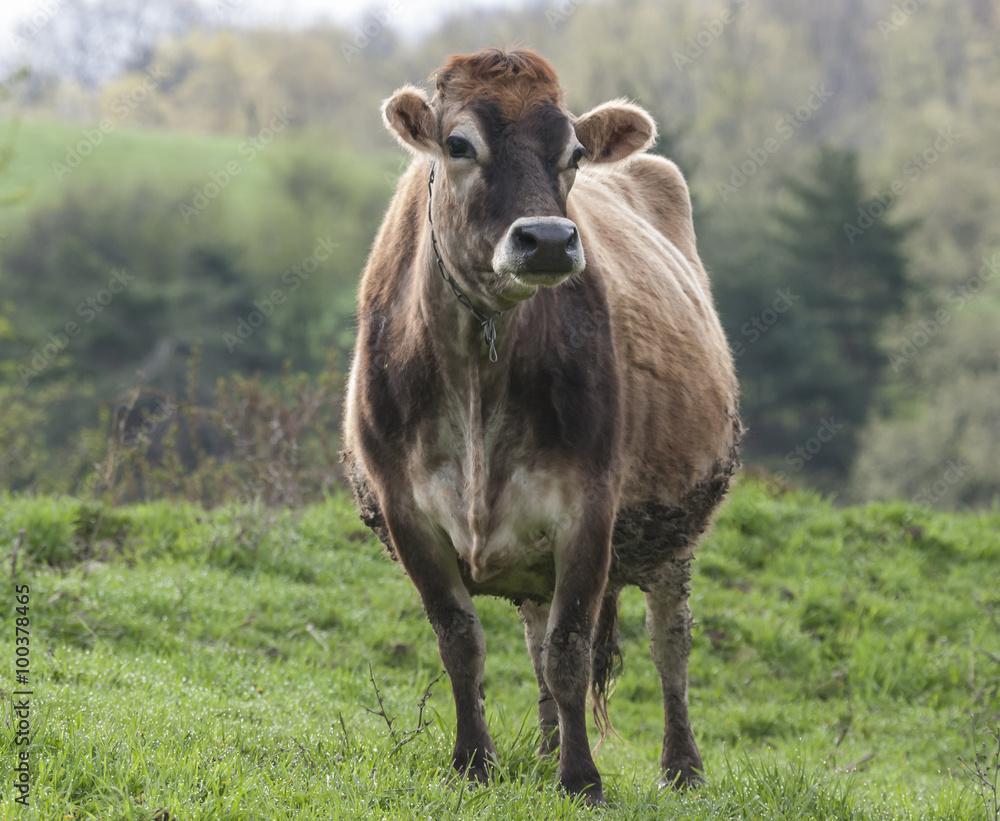 Brown Swiss Cow: A Brown Swiss cow standing in a green field near Old Chatham, New York Brown Swiss Cow: A Brown Swiss cow standing in a green field near Old Chatham, New York