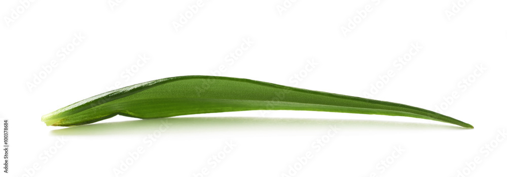 Fototapeta premium Single green chrysanthemus leaf isolated