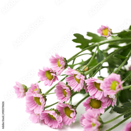 Bouquet of chrysanthemum isolated