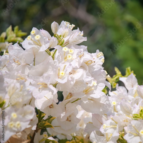 Bougainvillea Flower © kitty45