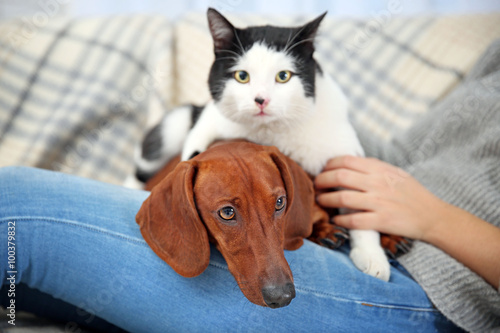 Fototapeta Naklejka Na Ścianę i Meble -  Woman with cute dachshund puppy and cat on plaid background