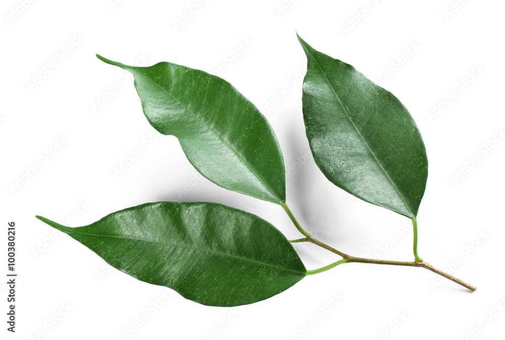 Fototapeta premium Green leaf isolated on white