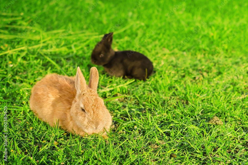 Big orange rabbit and black bunnie resting on grass Big orange rabbit and black bunnie resting on grass