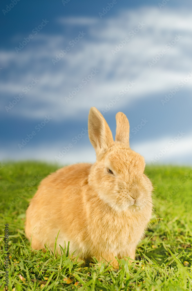 Orange domestic rabbit on the meadow Orange domestic rabbit on the meadow