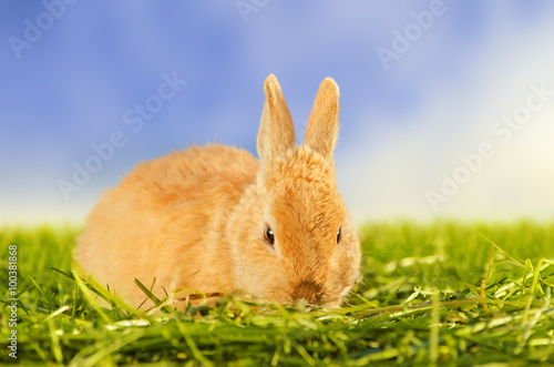 Orange domestic rabbit resting in grass