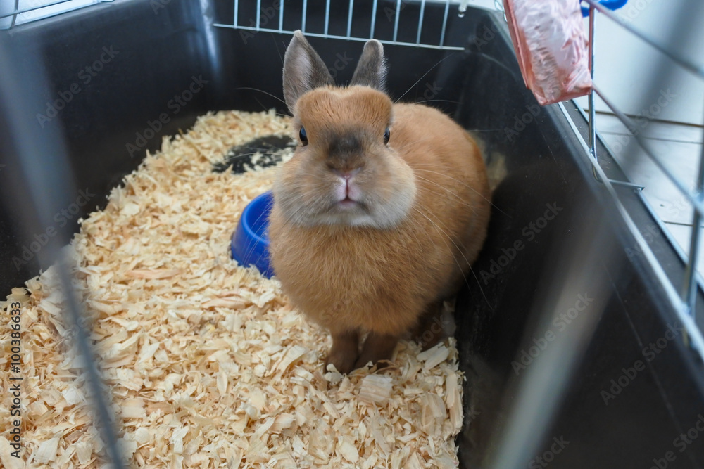 Naklejka premium Little funny brown rabbit close-up in the cage