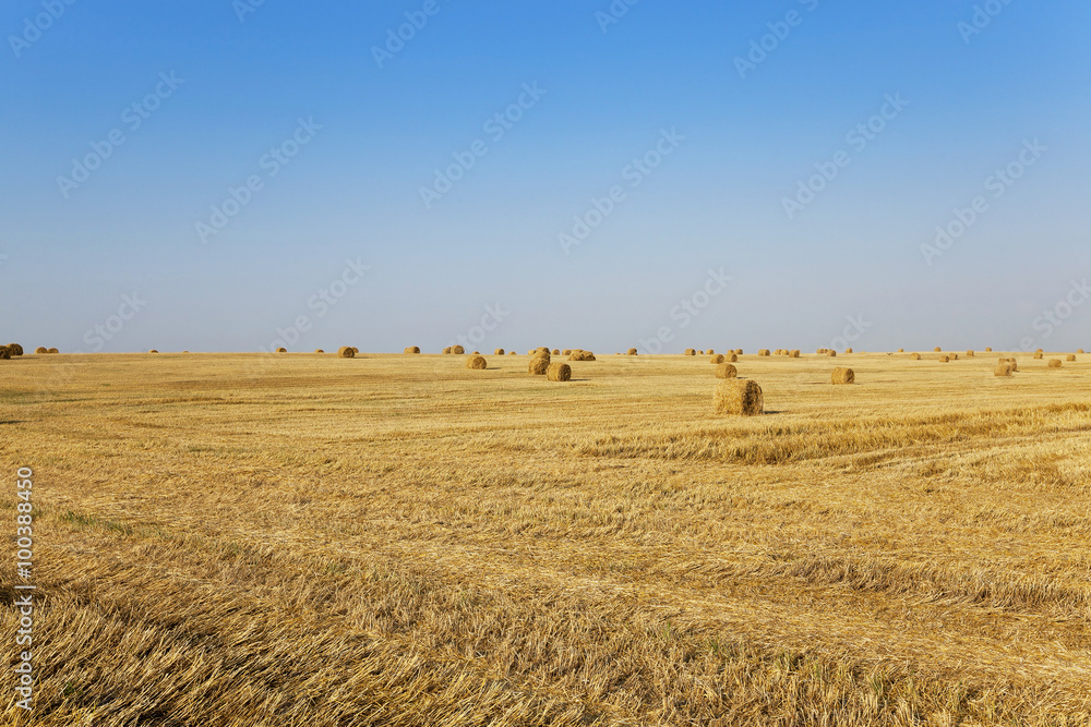   harvest of cereals