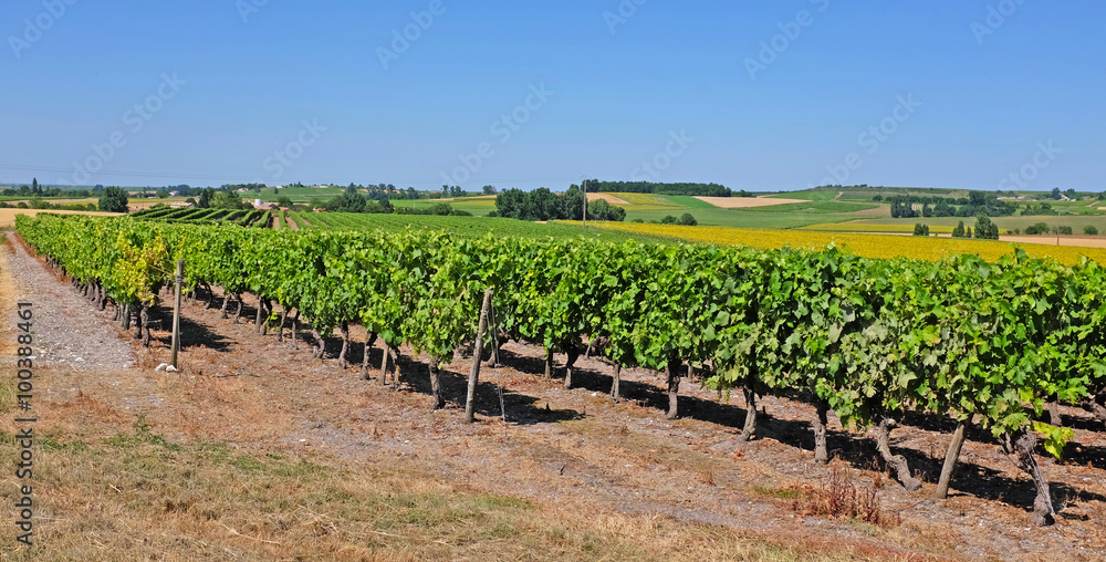 Vineyard with Pineau grapes in the Cognac region, department Charente-Maritime, in summertime, France