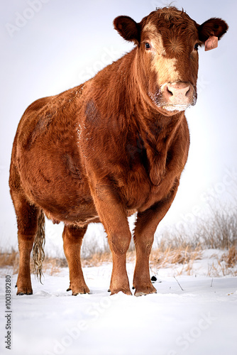 Cow in Snow 4