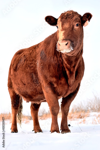 Cow in Snow 2