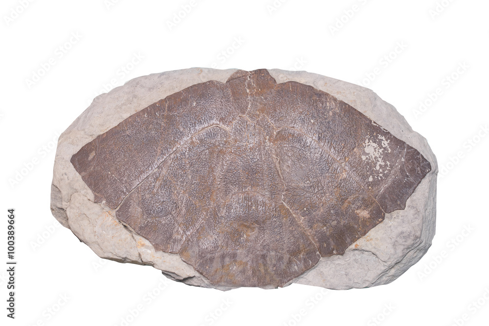 Fossil Ammonite isolate background with clipping path Fossil Ammonite isolate background with clipping path