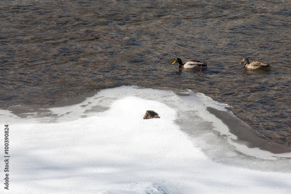 Pair of mallard ducks swimming in a partially frozen river Pair of mallard ducks swimming in a partially frozen river