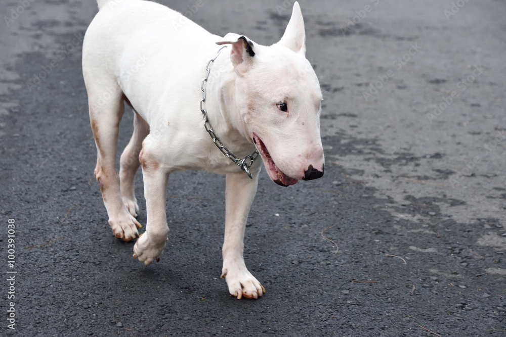 White English Bull Terrier Dog