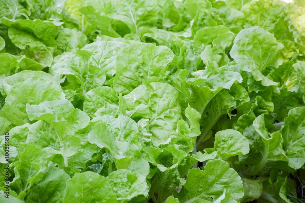fresh green chinese cabbage plants fresh green chinese cabbage plants