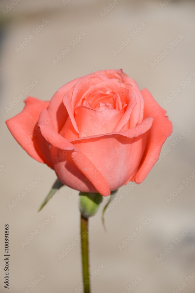 Fototapeta premium pink rose flower in nature garden