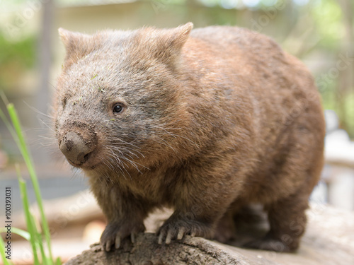 Australian common wombat stands on a log photo