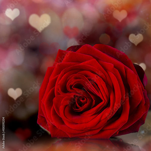 Valentine red rose abstract...