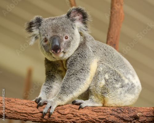 Curious koala looks into the camera