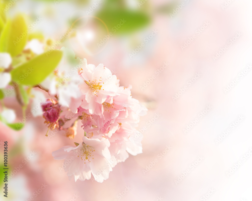 Spring border background with pink blossom