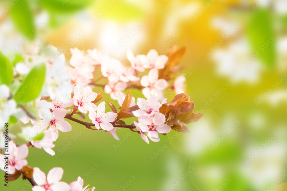 Spring border background with pink blossom