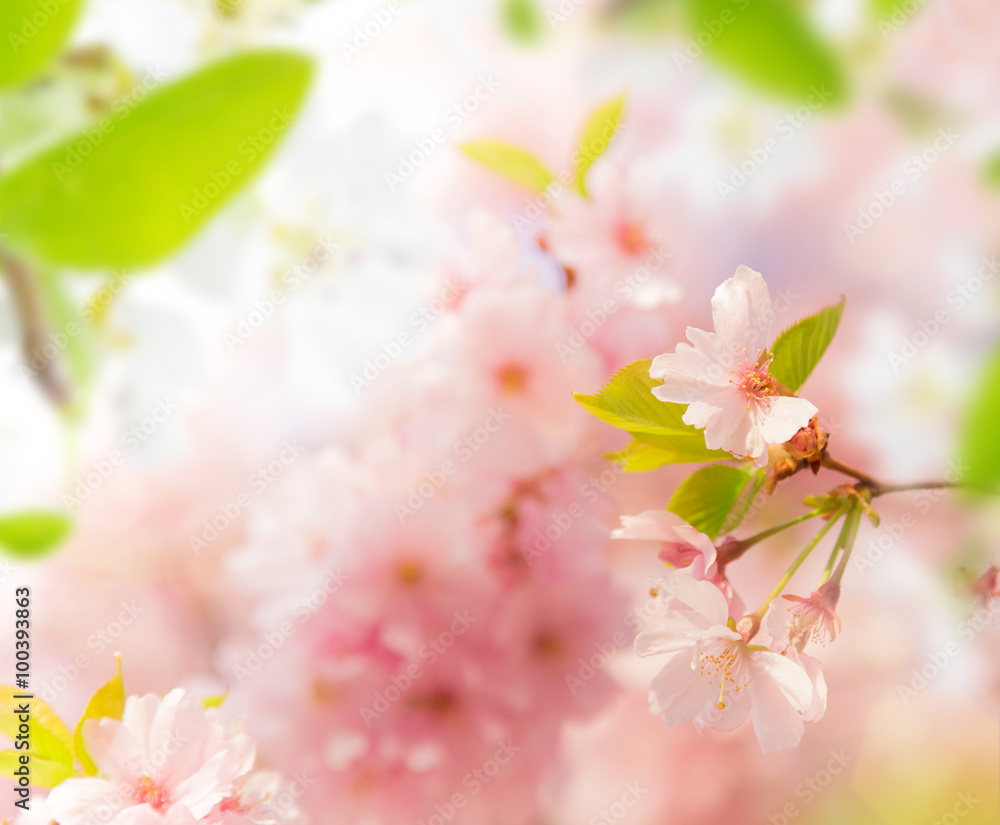 Fototapeta Spring border background with pink blossom