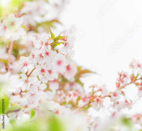 Spring border background with pink blossom