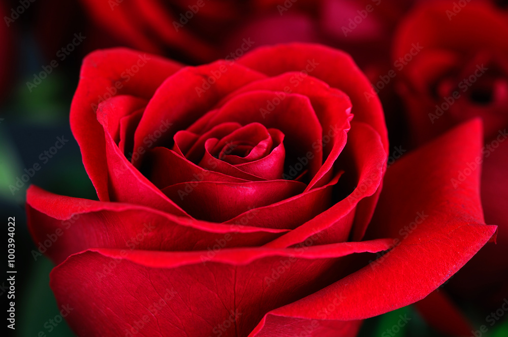 Fototapeta premium close-up on red rose