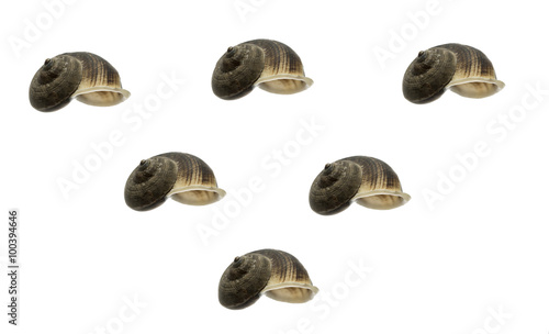 Shells - variety of shells.