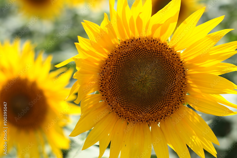 Obraz premium 太陽のひまわり