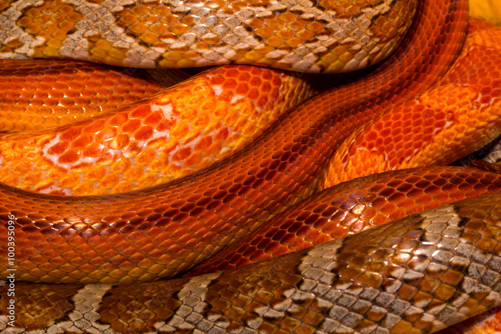 Fototapeta premium Schlangenhaufen