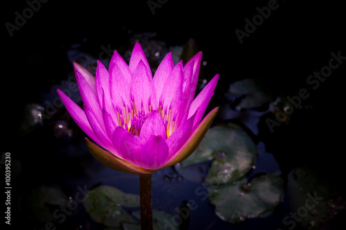 Beautiful water Lily blooming on water.
