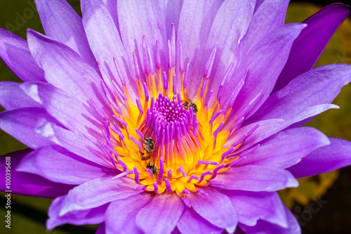 Beautiful water lilies.