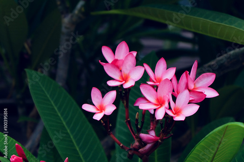 pink frangipani tropical flower  plumeria flower fresh blooming