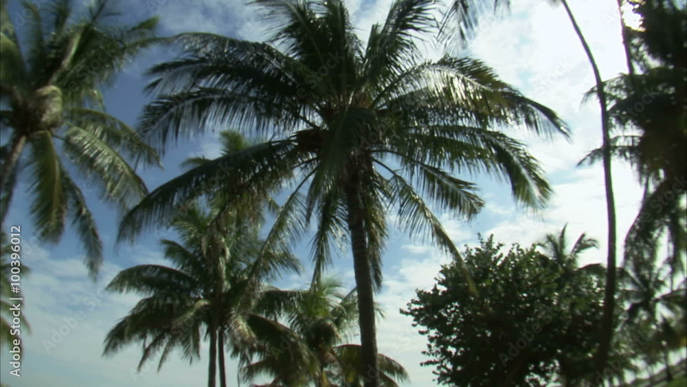 Wide angle lens panning down palm trees against a blue sky. Wide angle lens panning down palm trees against a blue sky.