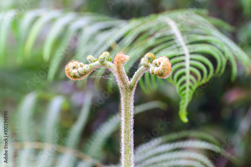 Fern sprout, Pteridium aquilinum (L.) Kuhn var. wightianum (J. Agardh) Tryon. photo
