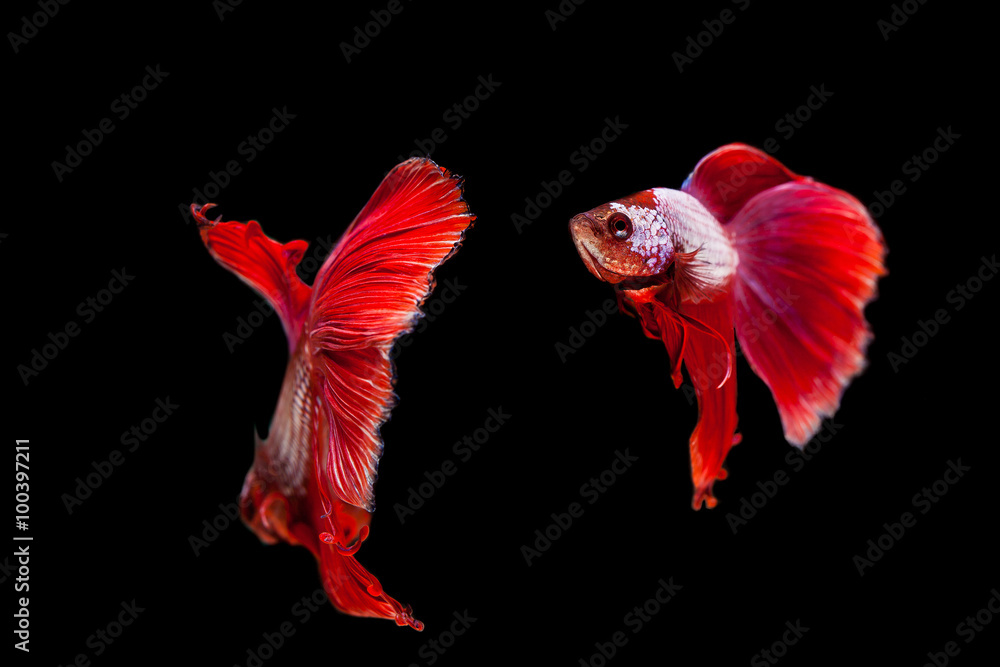 Red siamese fighting fish on a black background.