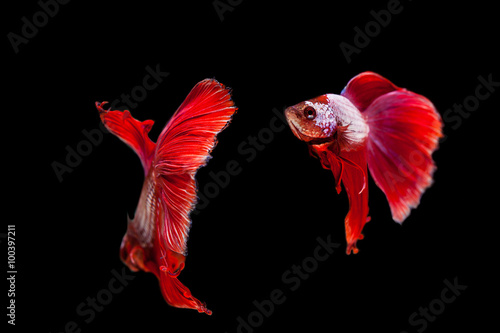 Red siamese fighting fish on a black background. © peterkai