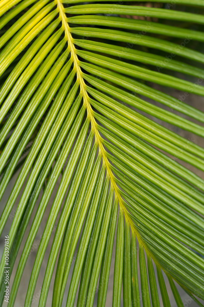 green leaf natural background green leaf natural background