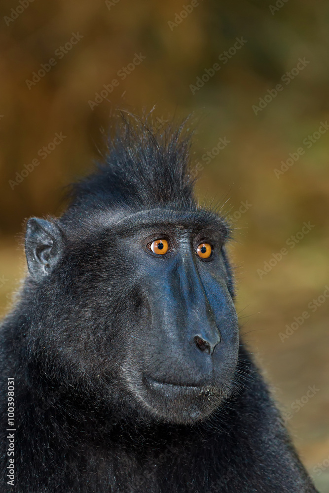 Celebes crested macaque Celebes crested macaque