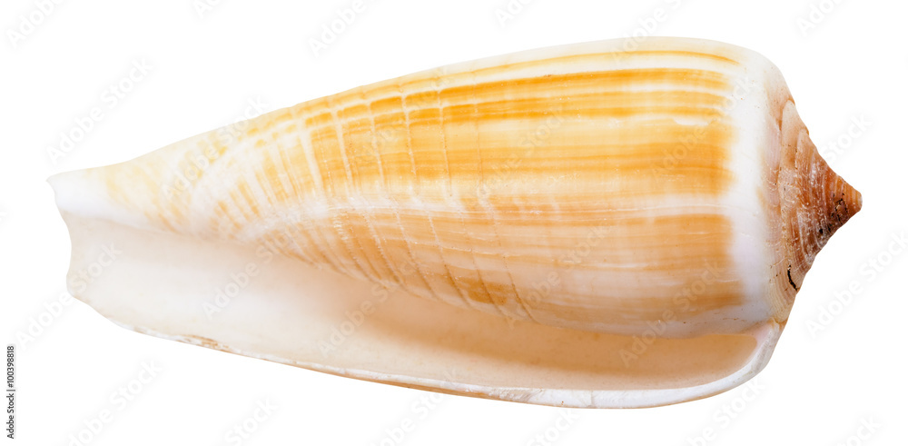 empty mollusc shell of sea cone snail isolated