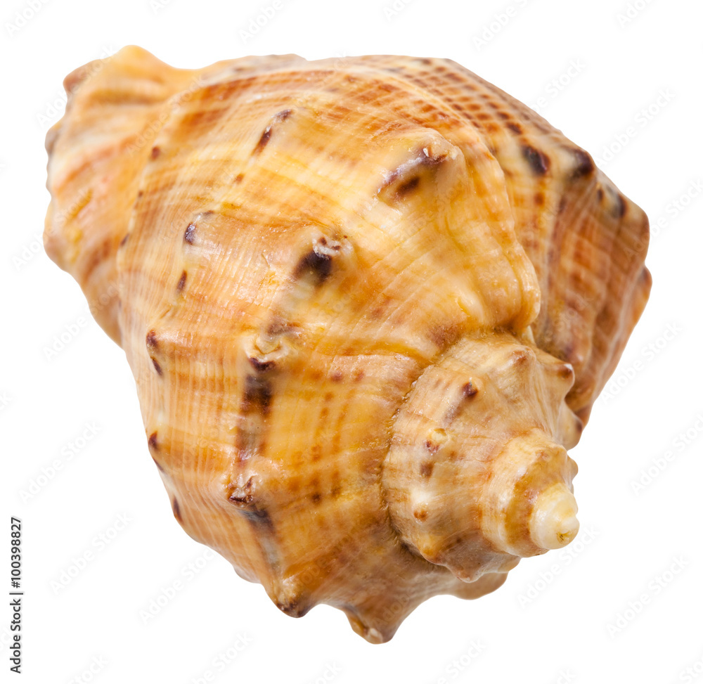 spiral shell of big sea mollusc snail isolated
