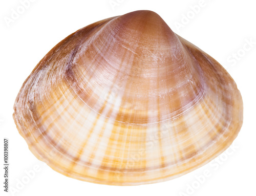 shell of clam mollusc close up isolated on white