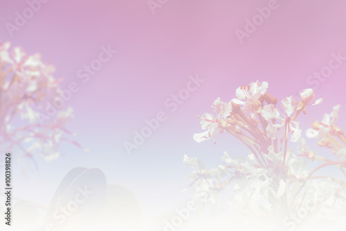 Fototapeta Naklejka Na Ścianę i Meble -  white flower and sky background with soft focus and color gradie
