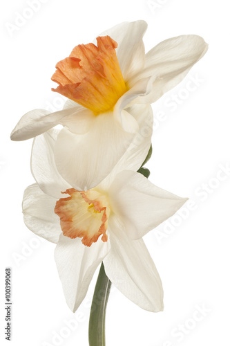 Fototapeta Naklejka Na Ścianę i Meble -  daffodil